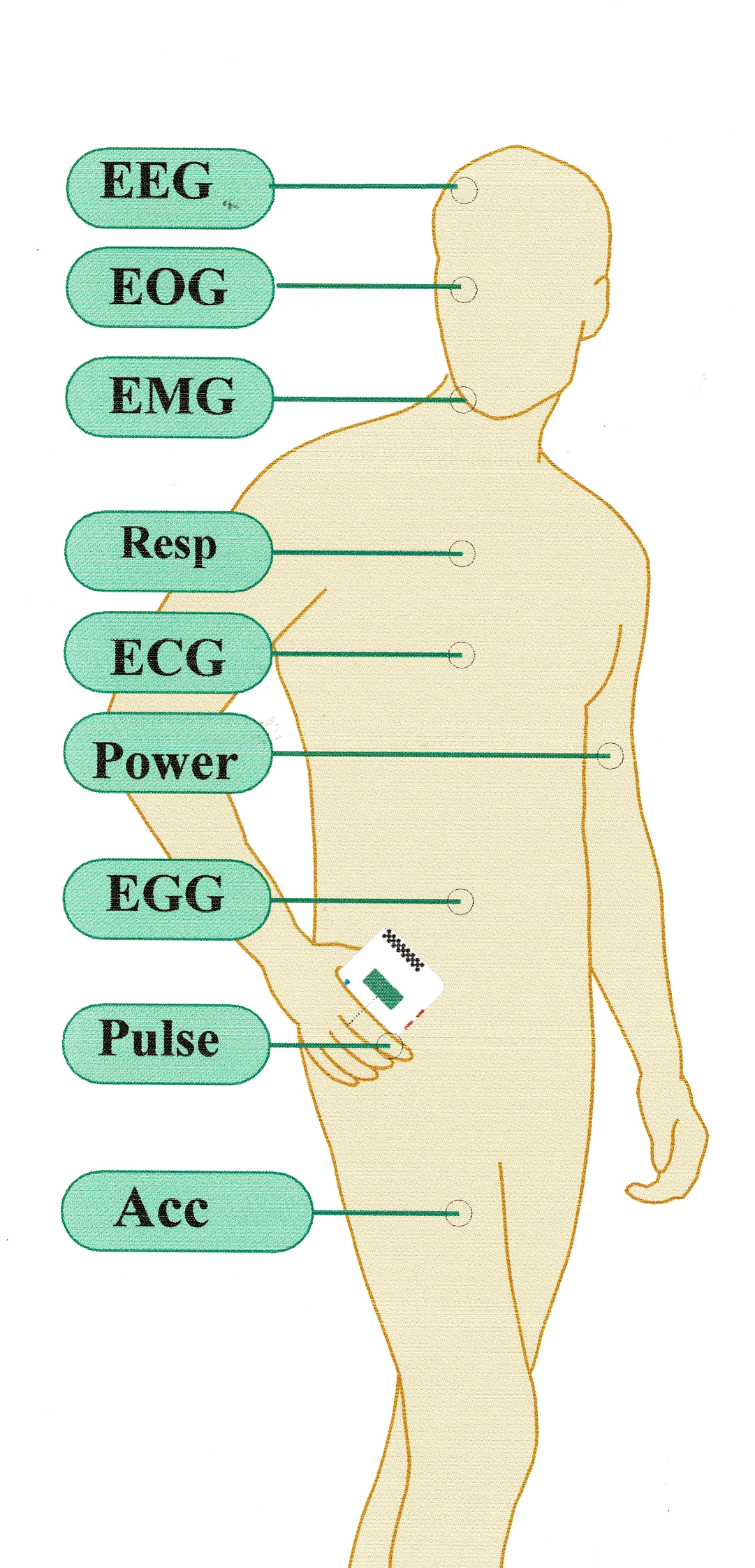 人体計測図English